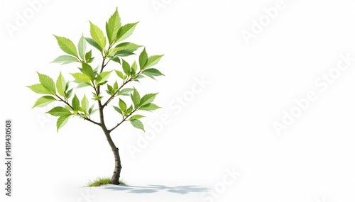 Obraz na płótnie Lone sapling, delicate leaves, white backdrop, environment, single w salonie