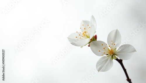 Obraz na płótnie Delicate white flower blossoms against pure white , tranquil, macro, petal w salonie