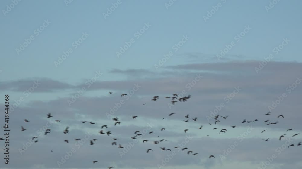 Birds flying in the morning light on migration as geese form a flock in the winter sky. Nature in England and wildlife UK 4K Birds flying in the morning light on migration as geese form a flock in the winter sky. Nature in England and wildlife UK 4K