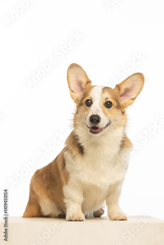 Welsh Corgi Pembroke on white background
