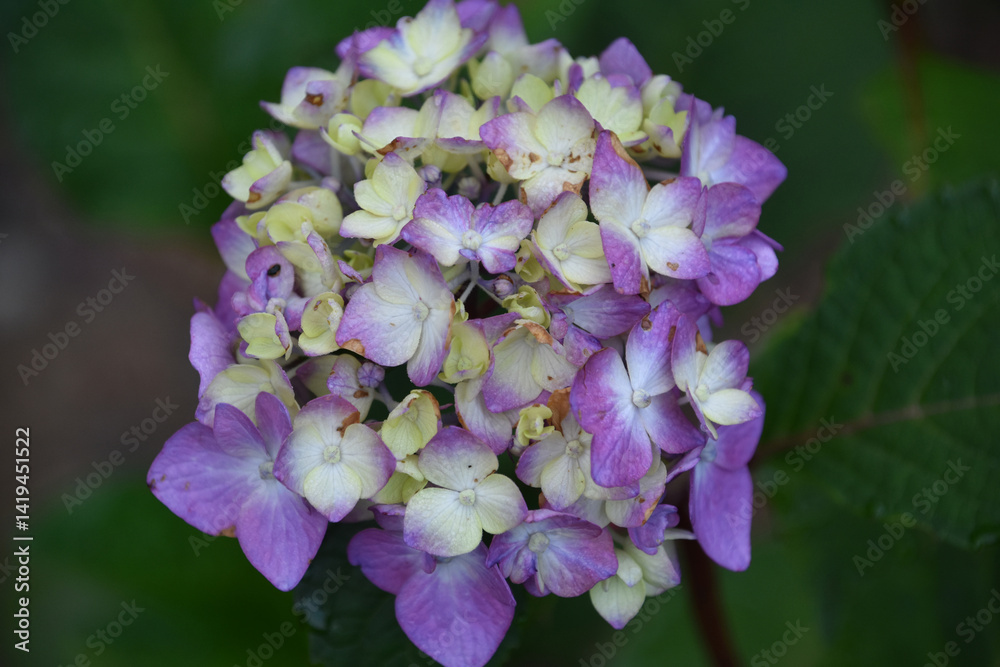 White and Purple Hydrangea Flowers Blooming White and Purple Hydrangea Flowers Blooming