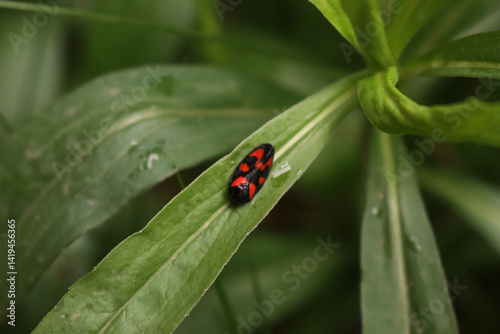 Many Cercopis vulnerata also called  as the black-and-red froghopper on green leaves on springtime 