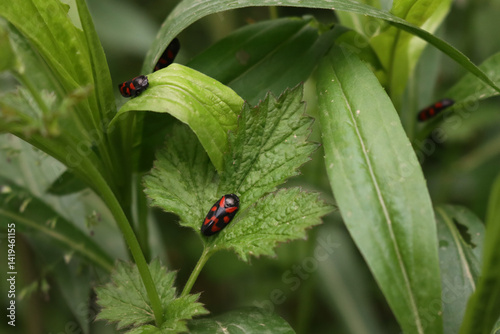 Many Cercopis vulnerata also called  as the black-and-red froghopper on green leaves on springtime 