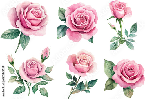pink roses flowers art
