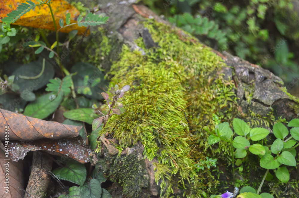 Spring morning dew clings to vibrant moss, capturing nature’s soft awakening in a peaceful forest scene. Spring morning dew clings to vibrant moss, capturing nature’s soft awakening in a peaceful forest scene.