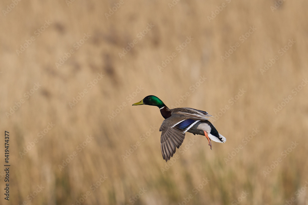 Obraz premium Male Mallard Duck (Anas platyrhynchos) coming in to land on the Somerset Levels in Somerset, United Kingdom. 