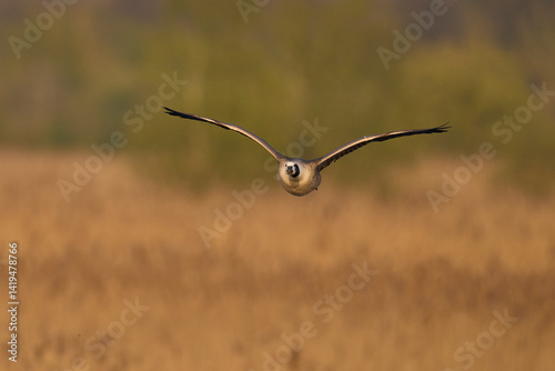 Canada Goose (Branta canadensis) flying low over the reedbeds of the Somerset Levels in Somerset, United Kingdom.