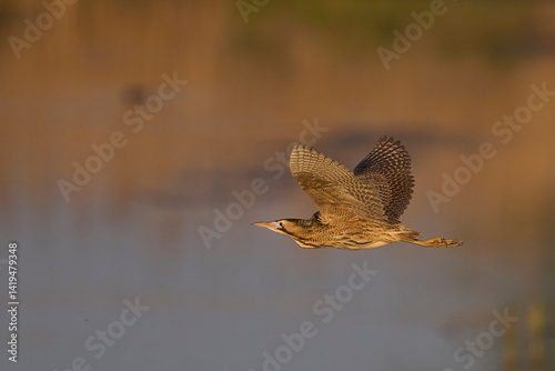 Bittern (Botaurus Stellaris) flying low over the reedbeds of the Somerset Levels in Somerset, United Kingdom.