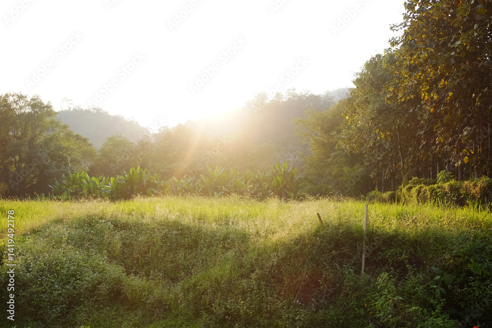 Fototapeta premium Beautiful of rice fields with valley mountain in natural sunlight with sunset or sunrise in northern of Thailand