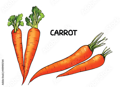Vector illustration. Isolated carrots with leaves on white background.