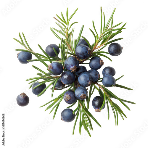 A Fresh Bunch of Juniper Berries with Green Foliage on Black Background