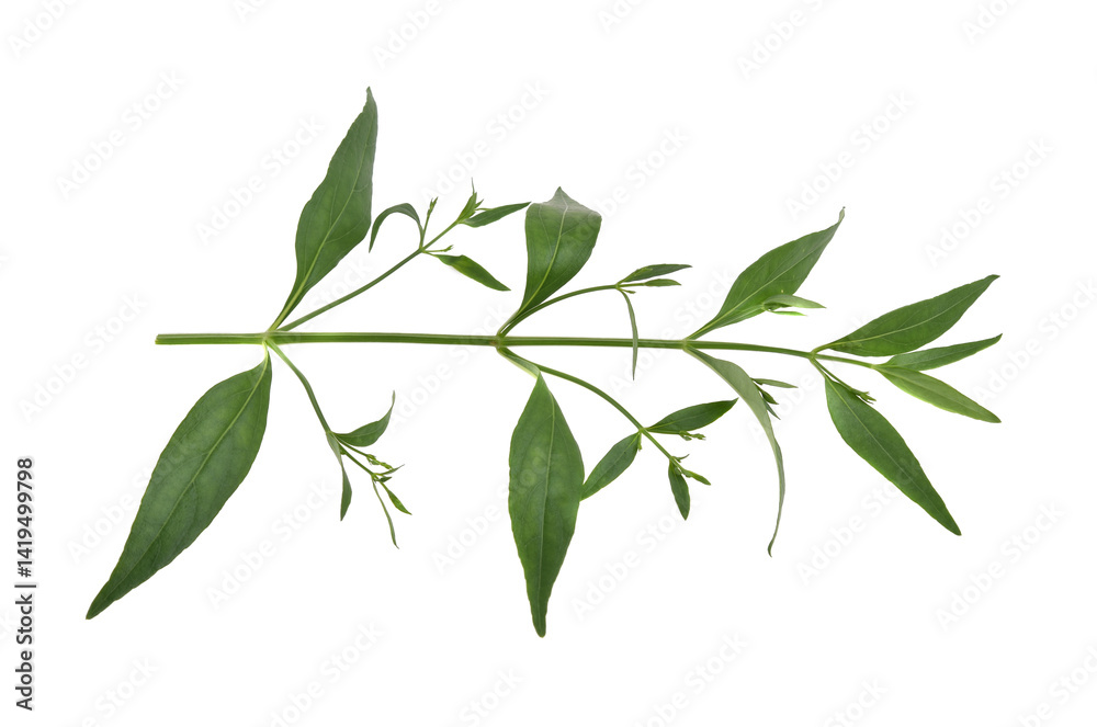 Fototapeta premium Andrographis paniculata plant on white background