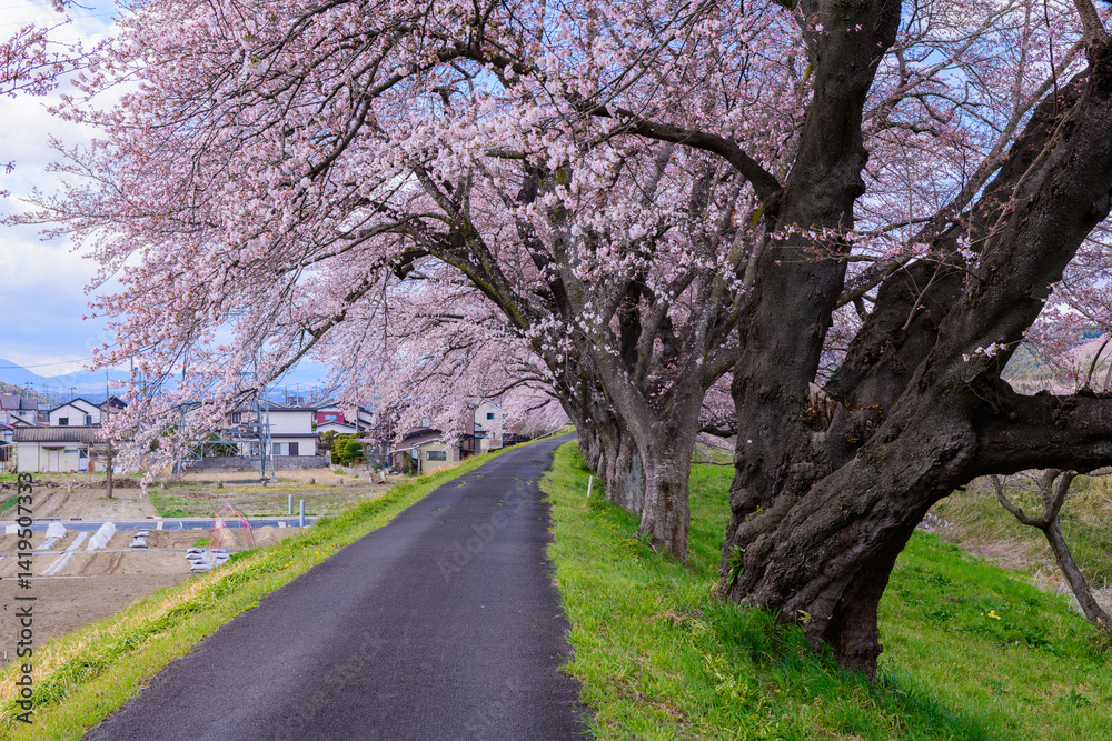 Obraz premium 一目千本桜 宮城県 大河原町 