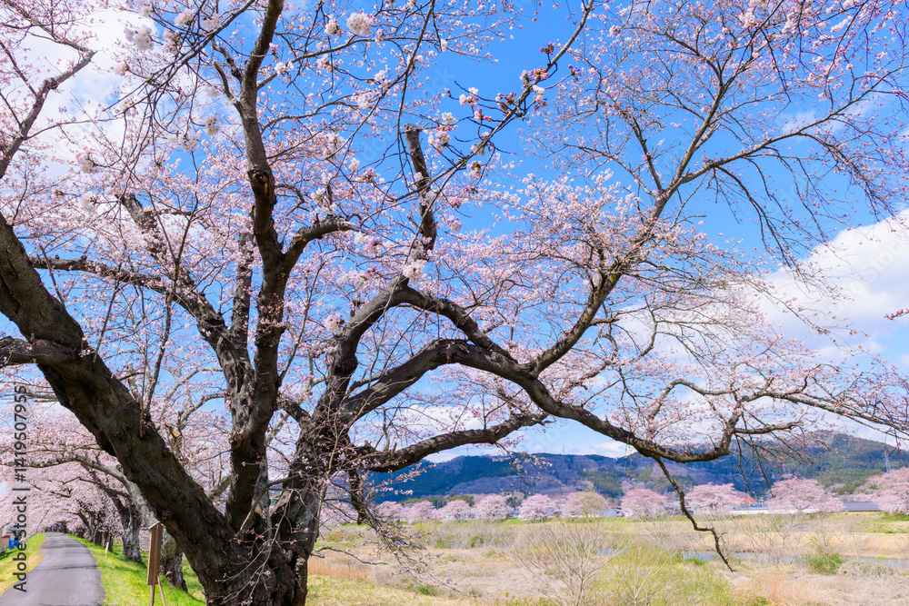 一目千本桜 宮城県 大河原町
一目千本桜 宮城県 大河原町