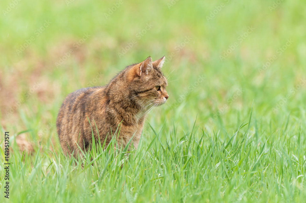 Eine Hauskatze als Freigänger auf einer Wiese auf der Jagd