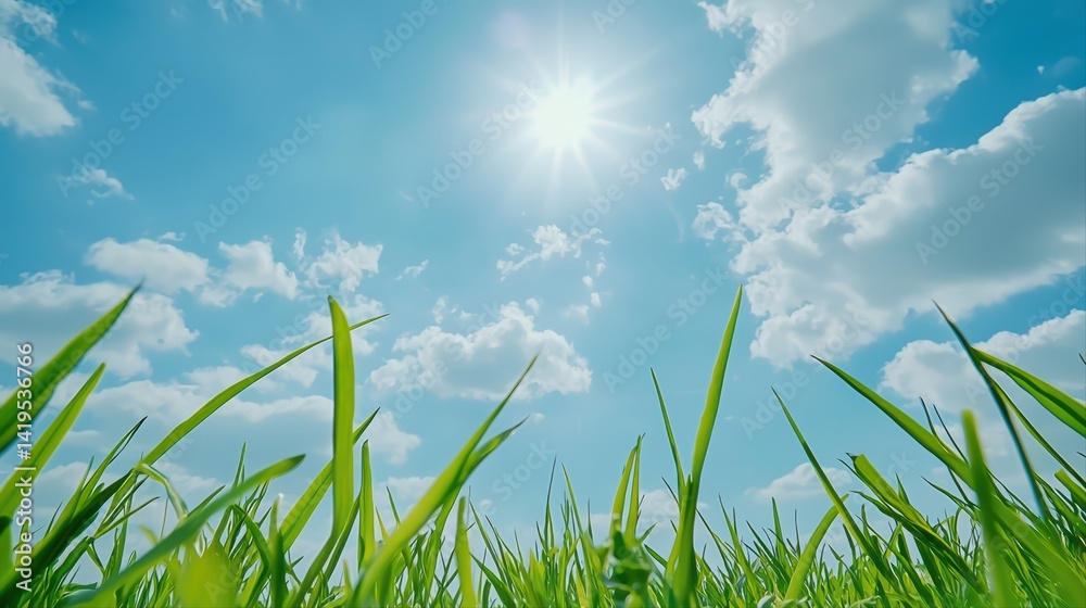 Fototapeta premium Bright sunlight over green grass and blue sky with clouds