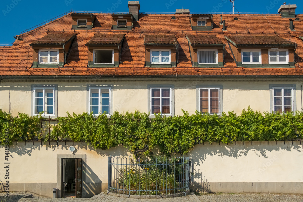 The old vine in Maribor is believed to be the world's oldest grapevine, Slovenia