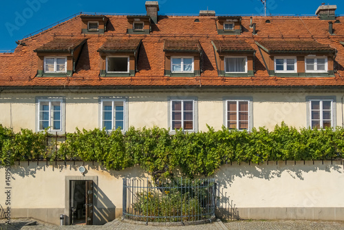 Obraz na płótnie The old vine in Maribor is believed to be the world's oldest grapevine, Slovenia w salonie