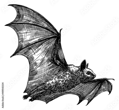 bat in flight isolated hand drawn sketch black white line art detailed vector illustration