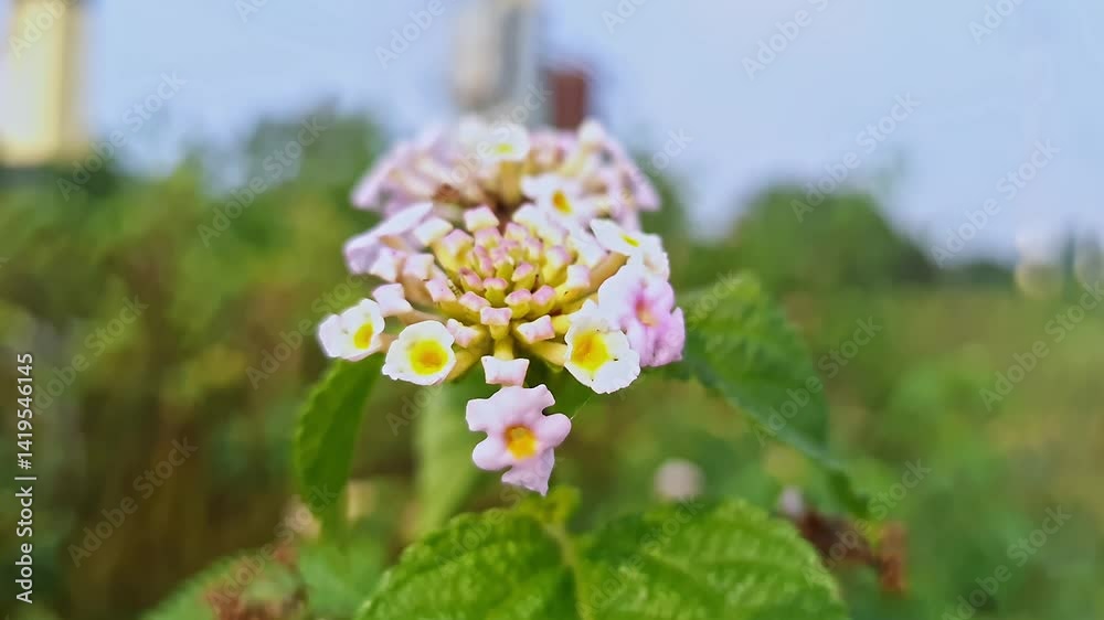 Macro shot of pink and yellow Lantana camara flowers in full bloom swaying in the wind