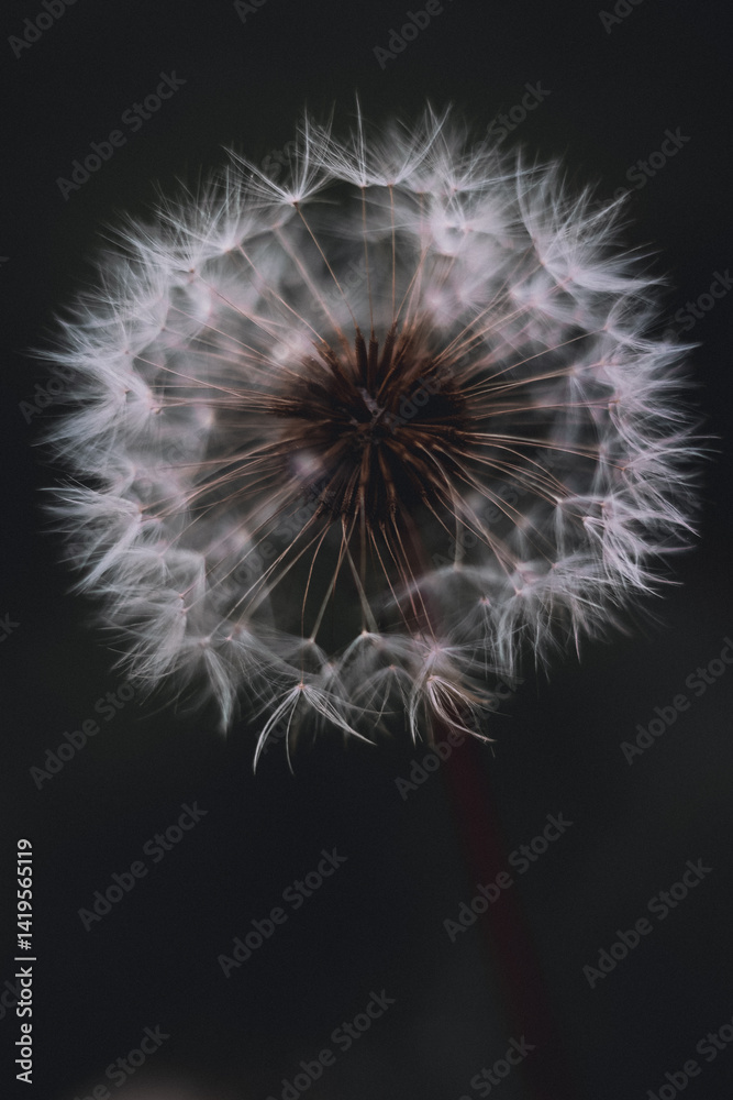 Fototapeta premium Close-up of dandelion seed head on dark background