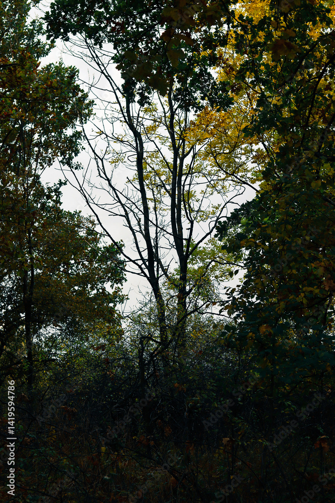 Obraz premium Bare Tree Branches Among Autumn Foliage