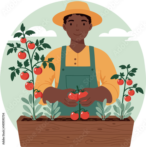 Farmer harvesting ripe red tomatoes in garden with green plants wearing hat and apron flat vector illustration