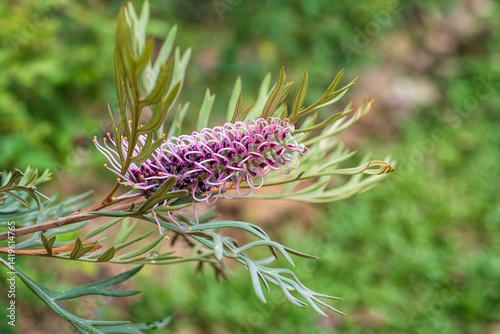 Closeup of beautiful Grevillea 'Dorothy Gordon' is a large new australian shrub. Flower in bloom. Nature background.