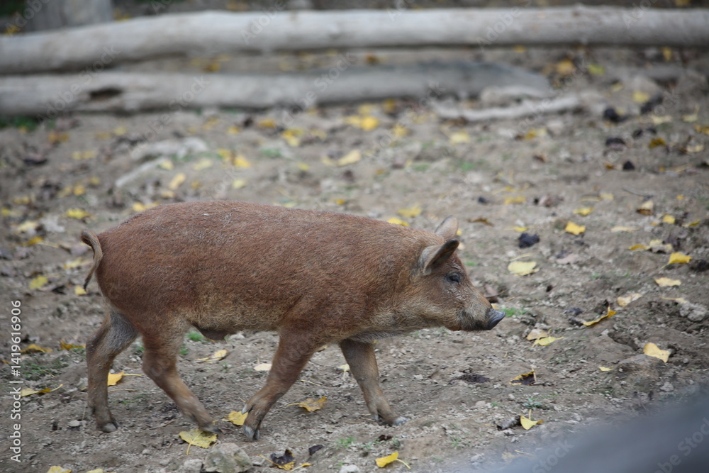 Fototapeta premium Fluffy Mangalica Piglet Close-Up