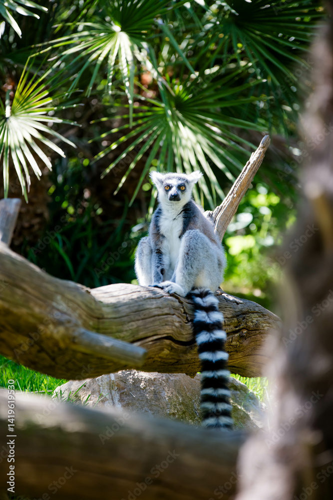 Fototapeta premium Maki kata in the jungle 