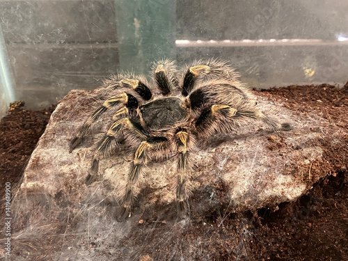 A close-up image of a Chaco Golden Knee Tarantula with web resting on dark, moist substrate inside a terrarium. The tarantula's hairy body and distinctive golden stripes on its legs.