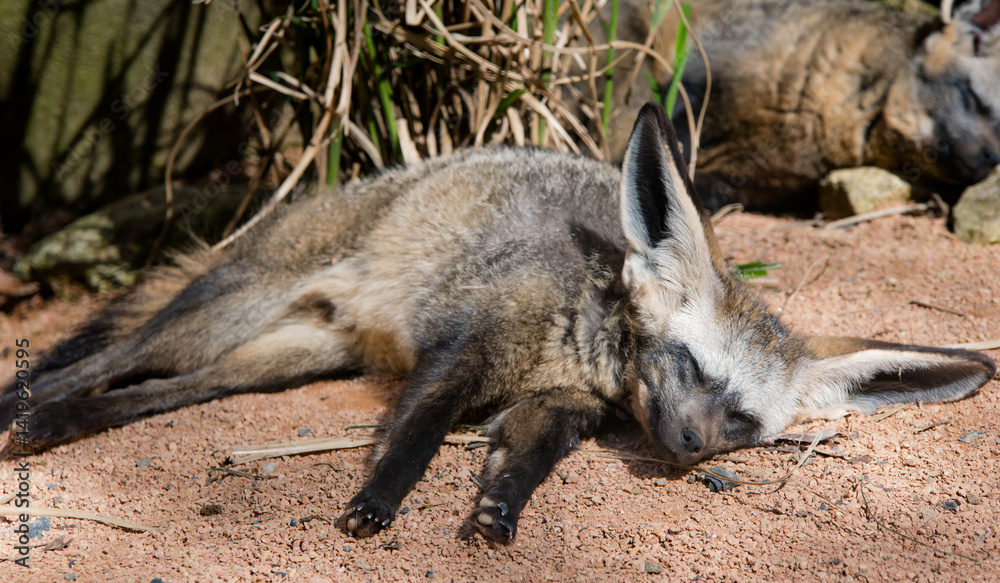 Fototapeta premium Otocyon, a small desert fox, uses its large ears to regulate its temperature