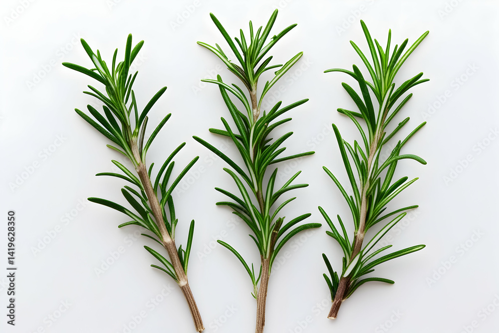 Naklejka premium Set, Collection of fresh rosemary leaf herbal isolated on transparent background. Rosemary twig and leaves. Nature-inspired healthy food, diet design elements, cut out, PNG, clipping path .
