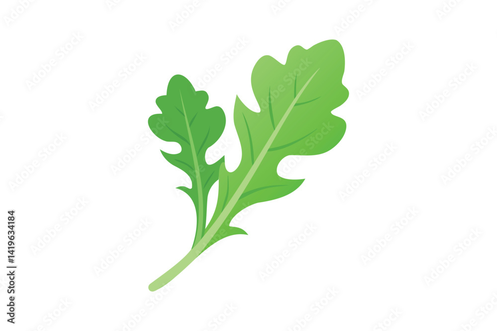 Arugula vector on white background Arugula vector on white background
