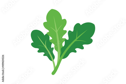 Arugula vector