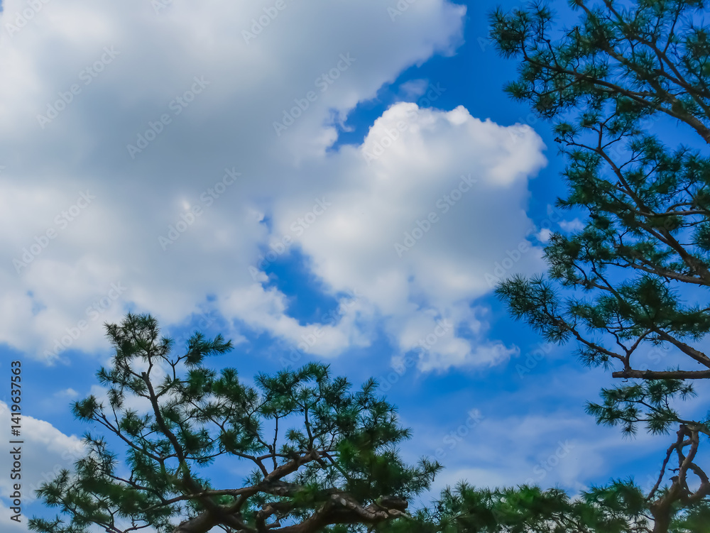 Obraz premium sky and trees