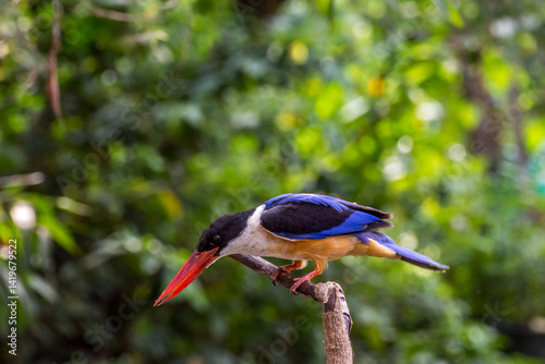 Bird (Black-capped Kingfisher) on a tree photo