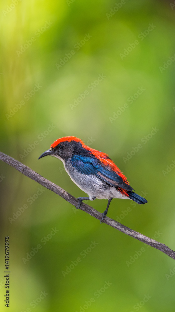 Bird (Scarlet-backed Flowerpecker) in nature wild Bird (Scarlet-backed Flowerpecker) in nature wild