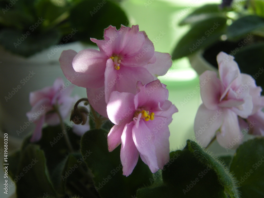 Fototapeta premium Beautiful pink violet flowers blooming in sunlight with soft green foliage in a tranquil indoor setting