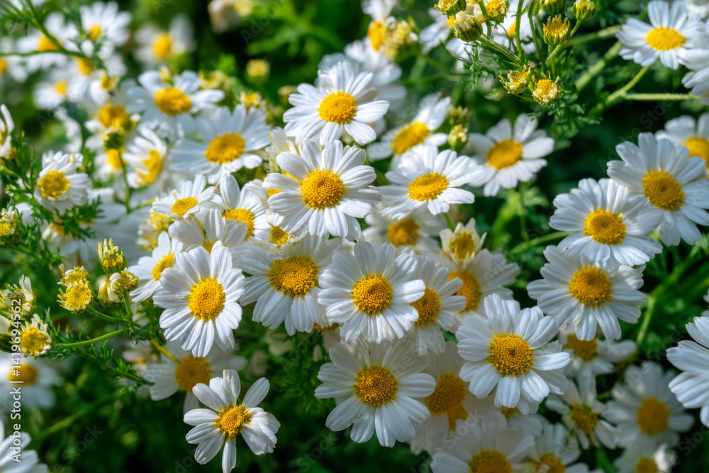 Fototapeta premium Dense cluster of blooming chamomile flowers with vibrant white petals