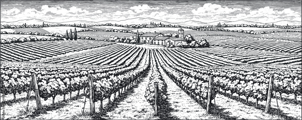 Fototapeta premium Hand draw vineyard tuscany landscape farm field in monochrome sketch style.