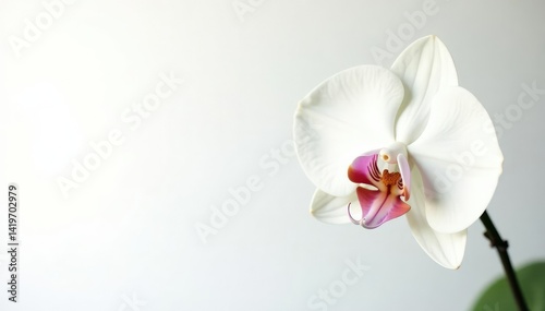 Delicate white orchid blossom on pure white background, white background, natural, beauty