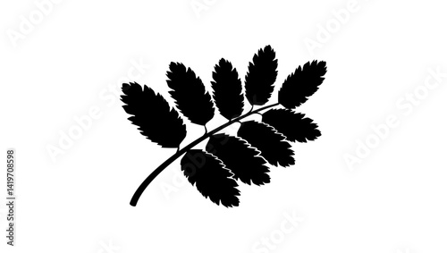 rowan leaf symbol , black isolated silhouette