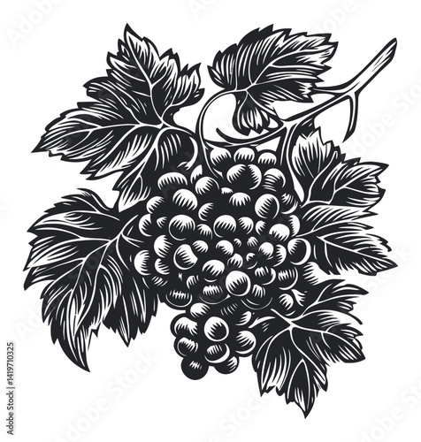 Detailed Engraving of Grapes with Leaves on a White Background