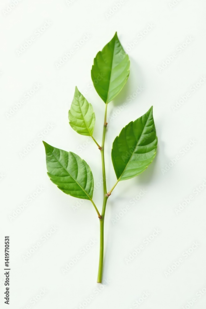 Fototapeta premium Single stem with small leaves on white background, form, texture, botanical
