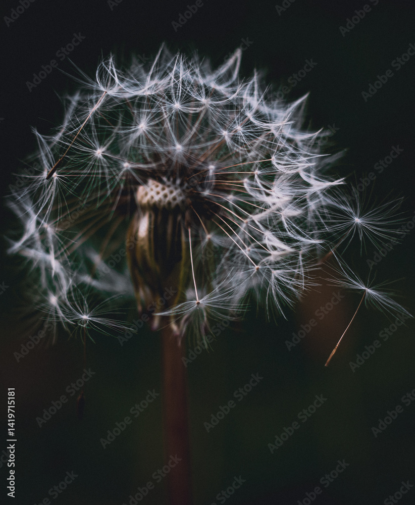 Fototapeta premium Dandelion seed head with delicate, white seeds dispersing in the wind against a dark background.