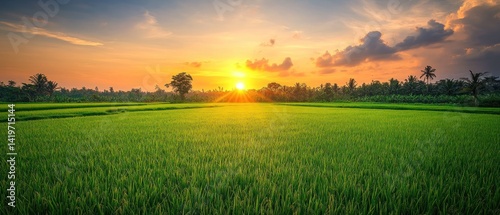 Golden Sunset over Lush Rice Paddy Fields