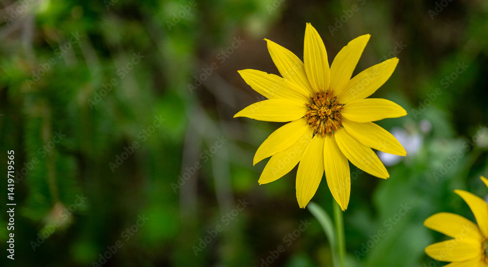Whorled Coreopsis Widlflower with Copy Space to Left