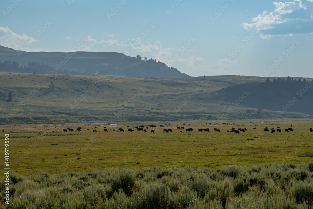 Wide View Of Bison Herd In Yellowstone