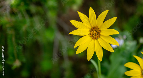 Obraz na płótnie Whorled Coreopsis Widlflower with Copy Space to Left w salonie
